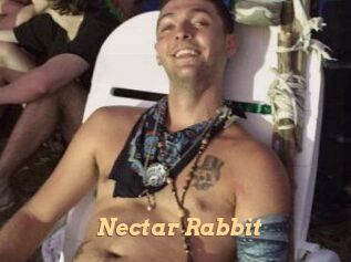 Nectar_Rabbit